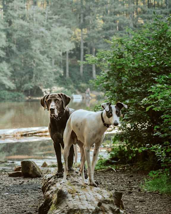 two dogs standing next to a body of water