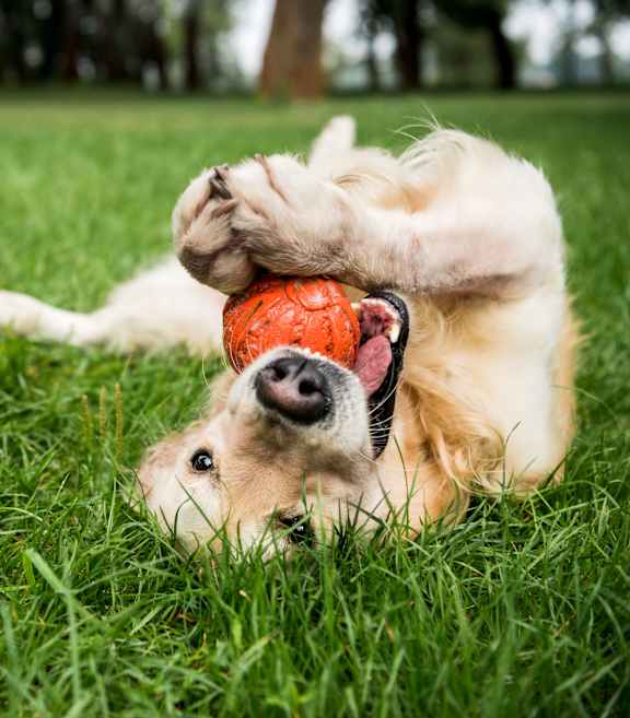 A golden retriever dog playing with a ball in the grass.