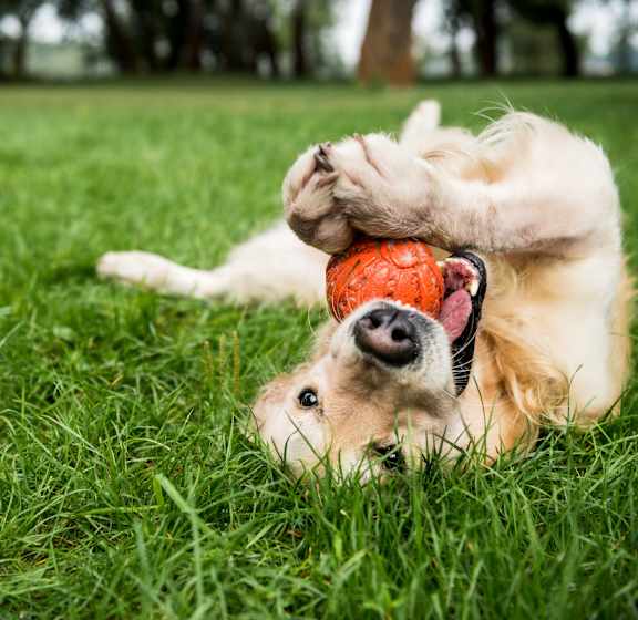 A golden retriever dog playing with a ball in the grass.