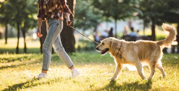 a man walking his dog in the park at The Woods, Kanata, Ottawa, Ontario