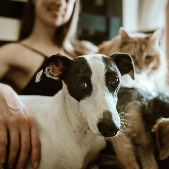 a woman sitting with a group of dogs and a cat