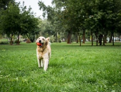 Windsor Court Apartments in Knoxville TN