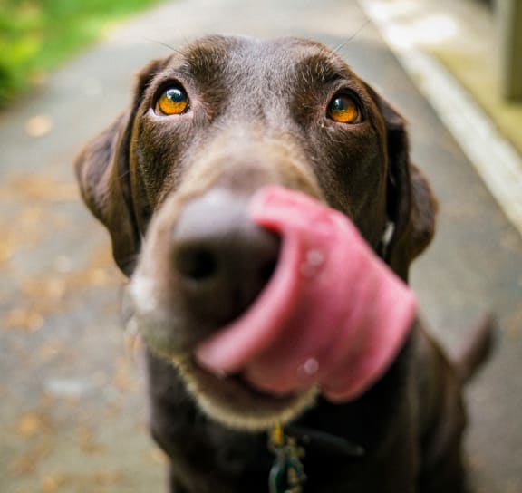 a dog with its tongue out