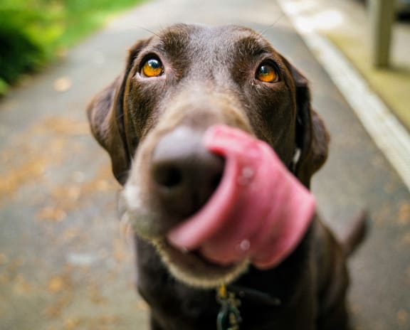 a dog with its tongue out