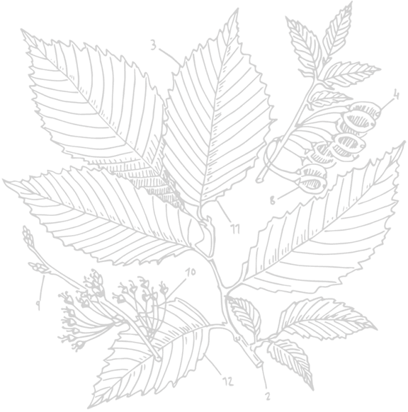 A black and white image of a plant with leaves and berries.