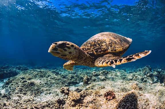 A sea turtle at Casa Estilo Apartments, Chula Vista, 91910