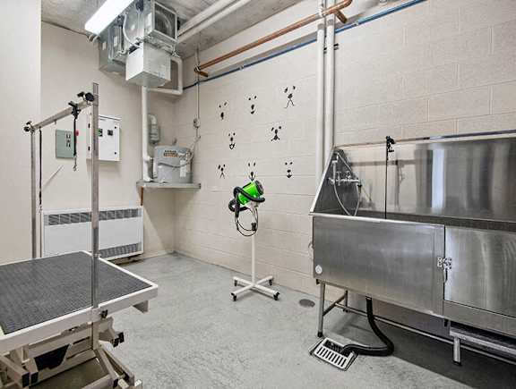 Pet Grooming at 1001 South State, Chicago