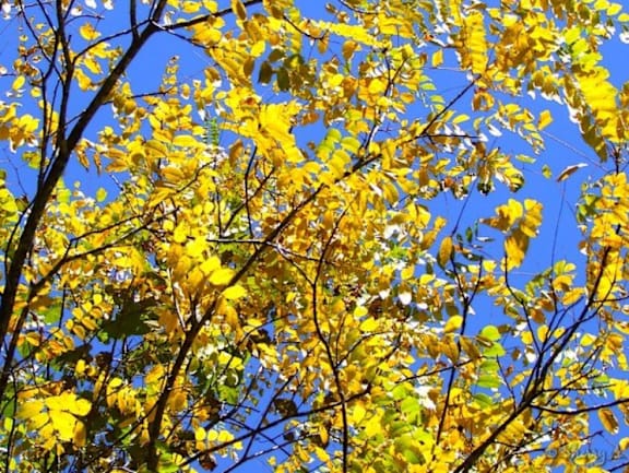 a tree with yellow leaves and a blue sky