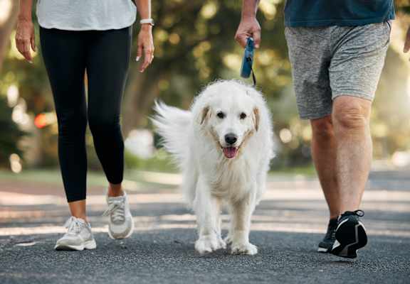 A white dog is being walked by a man and a woman.
