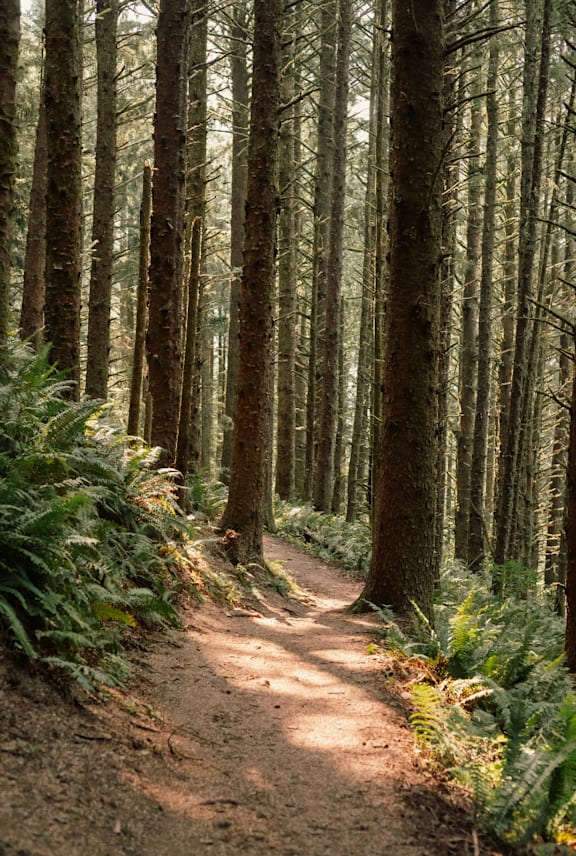 A forest path with ferns and trees on either side.