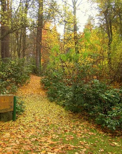 a trail in the woods with a bench