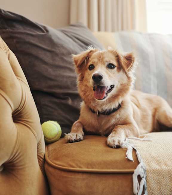 A dog is sitting on a chair with a tennis ball in its mouth.
