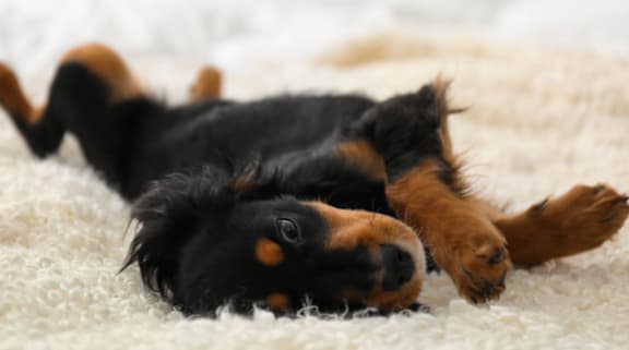 A black and tan dog is lying on its back on a white carpet.