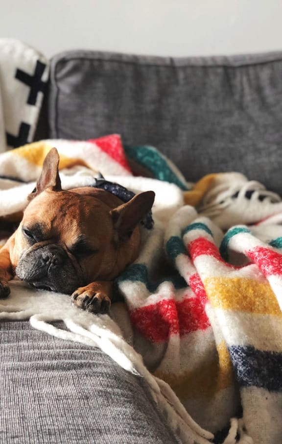 a dog sleeping on a couch under a blanket at Ames Shovel Works Apartments in North Easton, Massachusetts