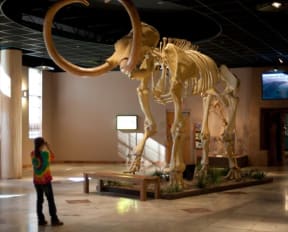 a woman is taking a picture of a mammoth skeleton