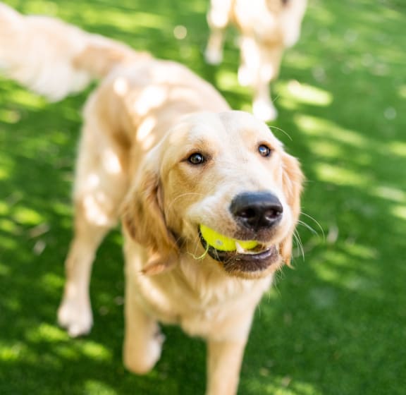 Fenced Dog Park at The Sedona Luxury Apartments in Tampa FL