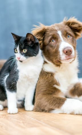 A black and white cat sits on a wooden floor next to a brown and white dog.