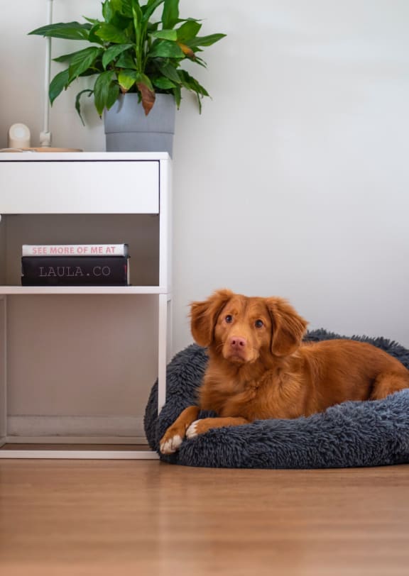 Adorable Small Dog Laying in Dog Bed