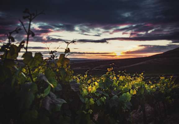 A vineyard at sunset with the sky painted in hues of purple and orange.