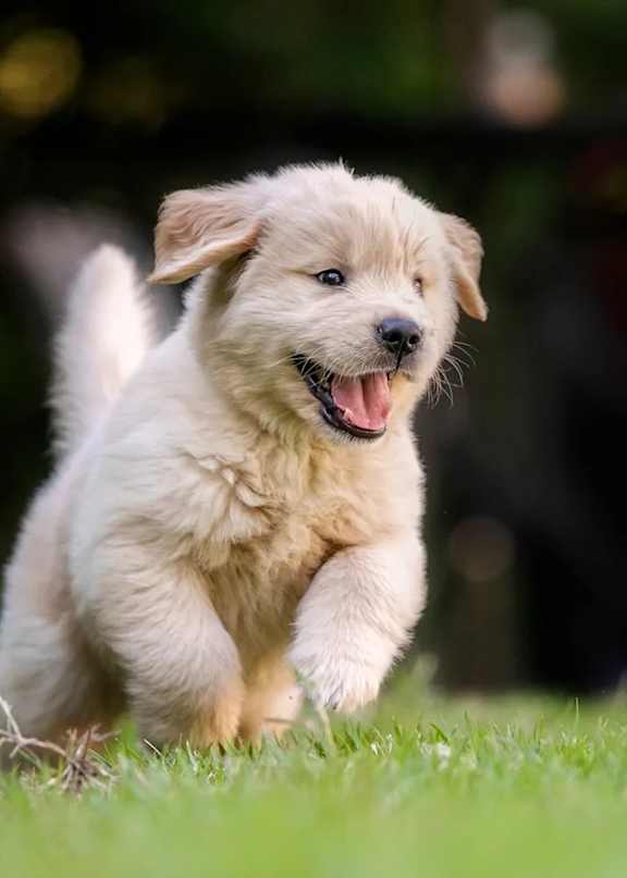 A small, fluffy white puppy is running on the grass.
