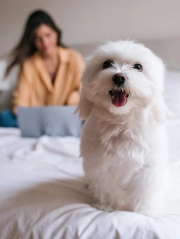 A white dog with its mouth open is sitting on a bed. 