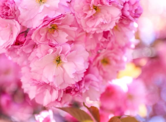 a close up of a bunch of pink flowers