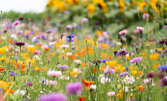 A field of wildflowers in full bloom.