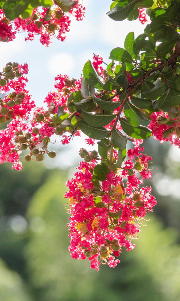 a bunch of pink flowers hanging from a tree