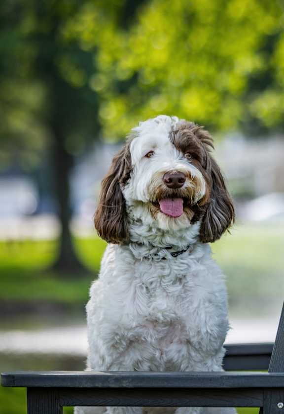 A dog is sitting on a bench in a park.