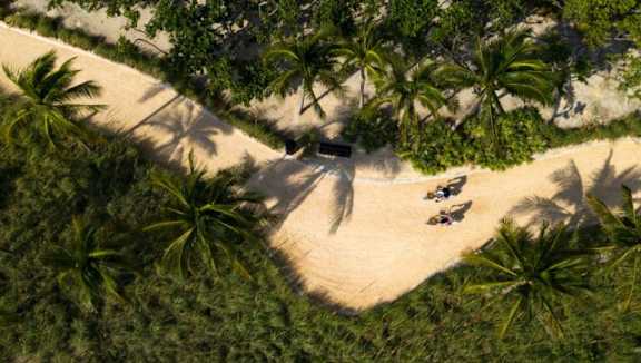 A beach with palm trees and a white sandy area.