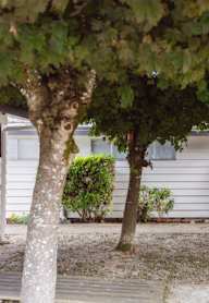 a house with a tree in front of it