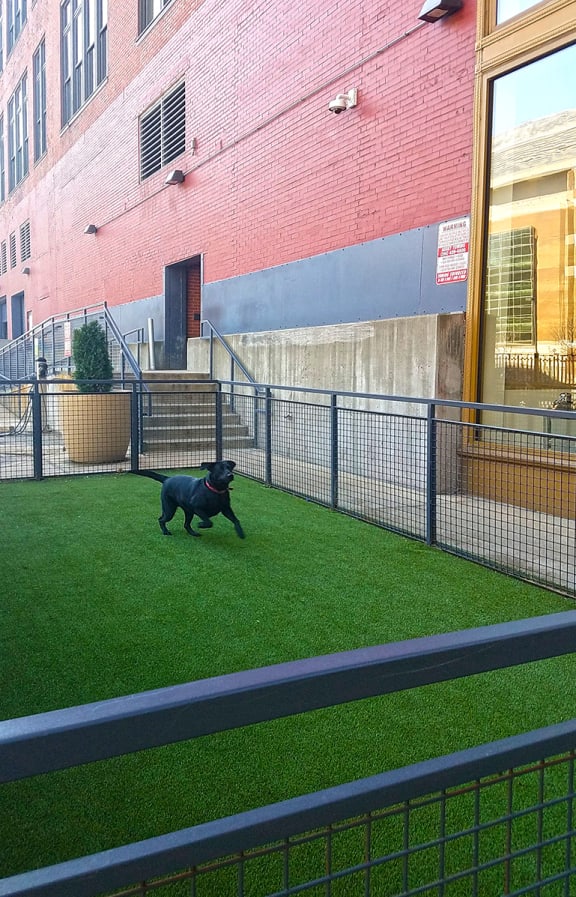Pet Park at The Laurel Apartments, Saint Louis, 63101