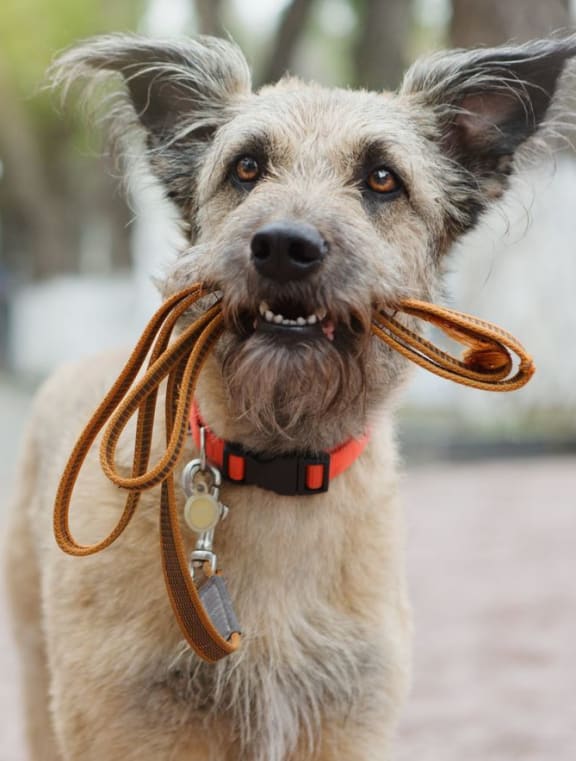 a dog holding a leash in its mouth