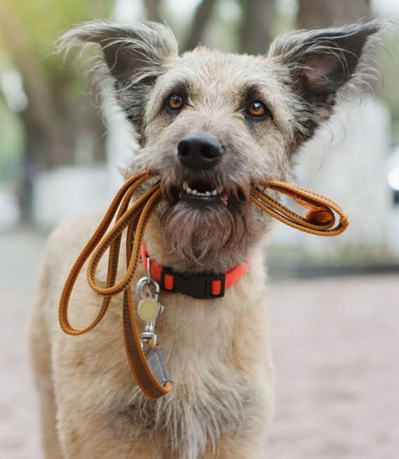 a dog holding a leash in its mouth at Union at Oak Grove, Howell, 48855