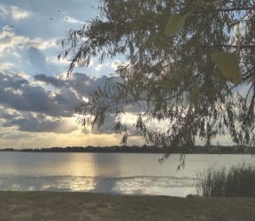 the sun setting over the water with a tree in the foreground