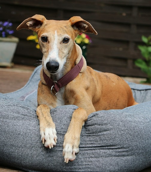 a brown dog laying on top of a bed