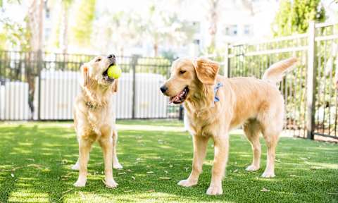 Two dogs playing with a ball in a fenced yard.