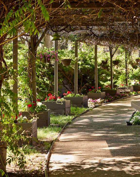 A walkway with benches and flowers under a trellis.