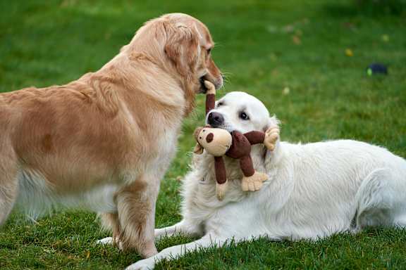 two dogs playing with a teddy bear at The Courtyards of Chanticleer, Virginia Beach, VA