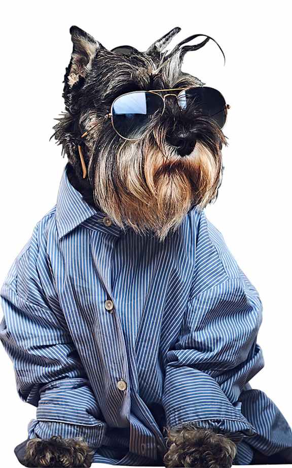 A dog wearing sunglasses and a striped shirt.