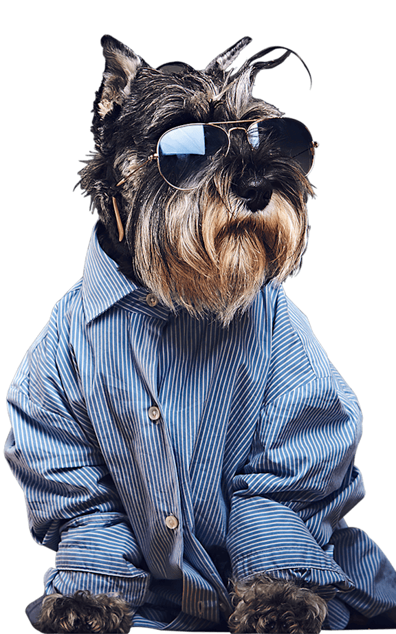 A dog wearing sunglasses and a striped shirt.