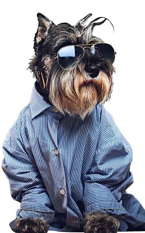 A dog wearing sunglasses and a striped shirt.