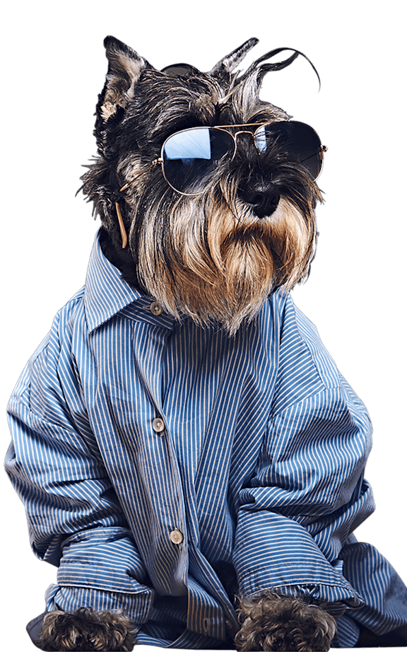 A dog wearing sunglasses and a striped shirt.