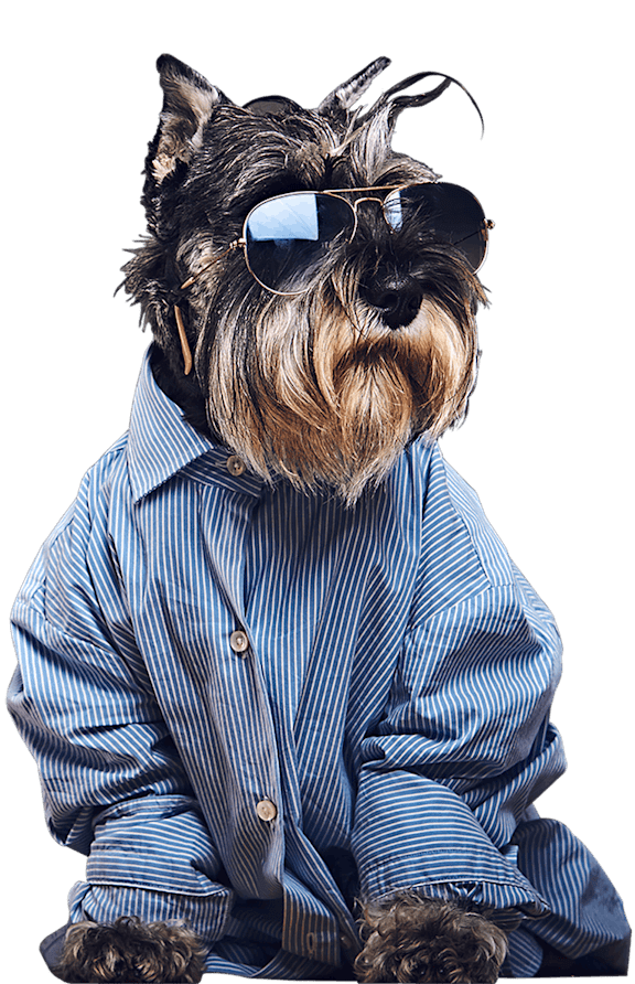 A dog wearing sunglasses and a striped shirt.