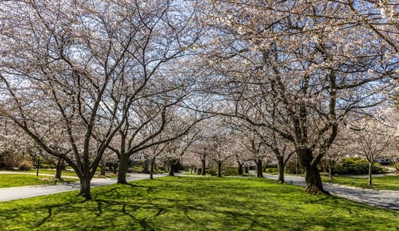 a tree lined path in a park