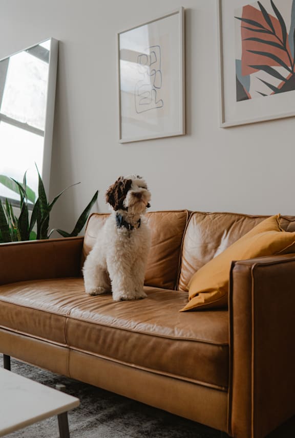 Dog Sitting on Brown Couch in Living Room