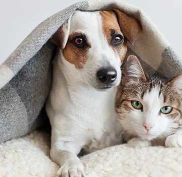 Restaurants near Haven at Arrowhead in Glendale Arizona