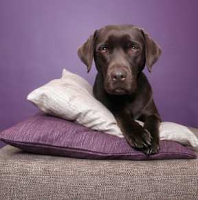 A chocolate Labrador is sitting on a cushion with a purple background.