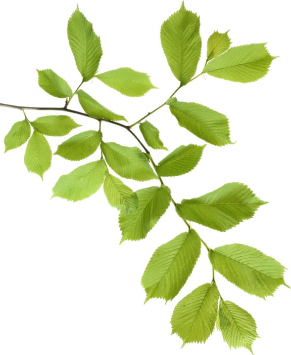Elm Leaf