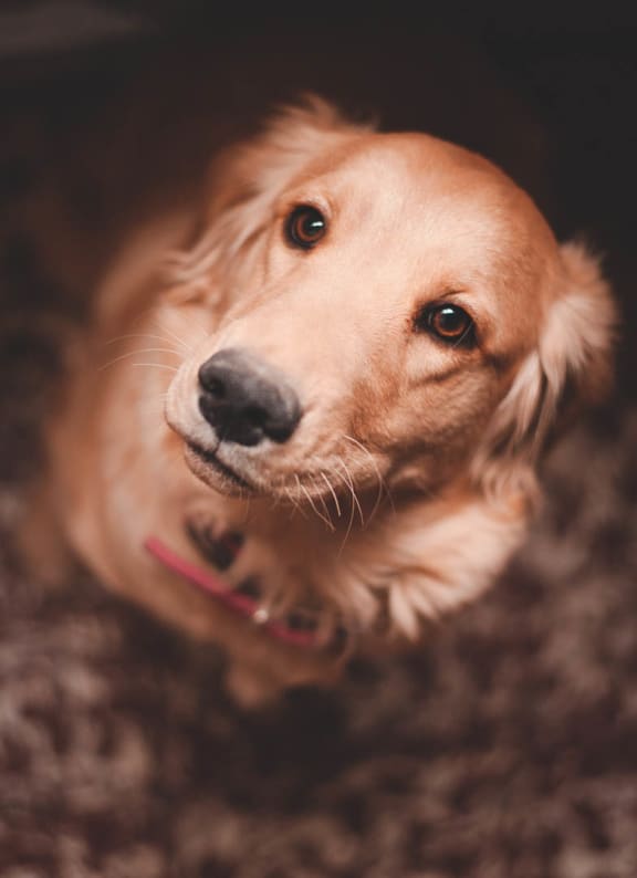 dog looking up